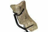 Hadrosaur (Edmontosaurus) Metatarsal w/ Metal Stand - Wyoming #227772-3
